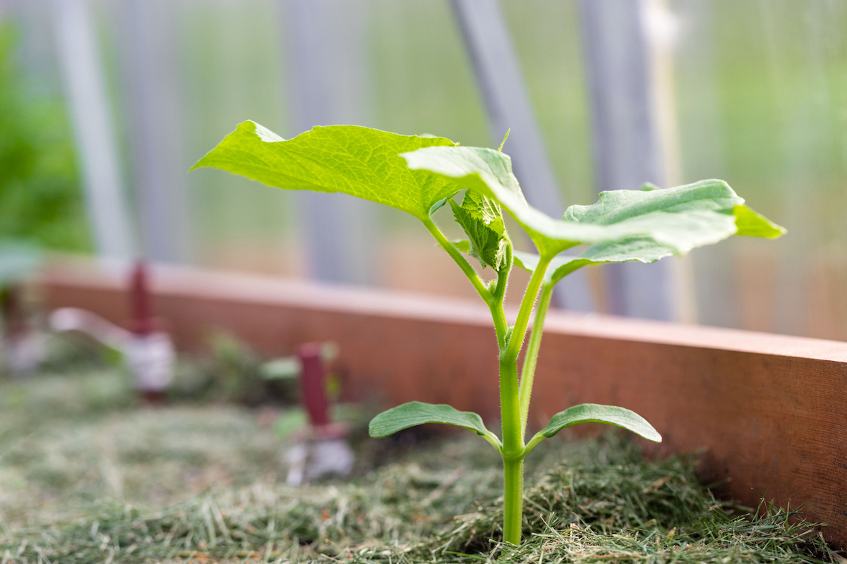 how to grow cucumbers