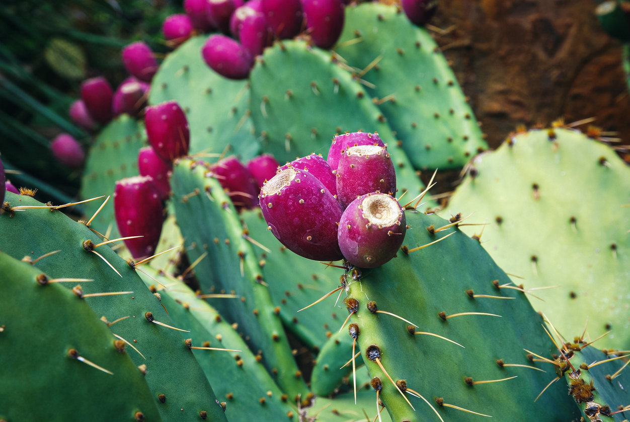 endangered plants