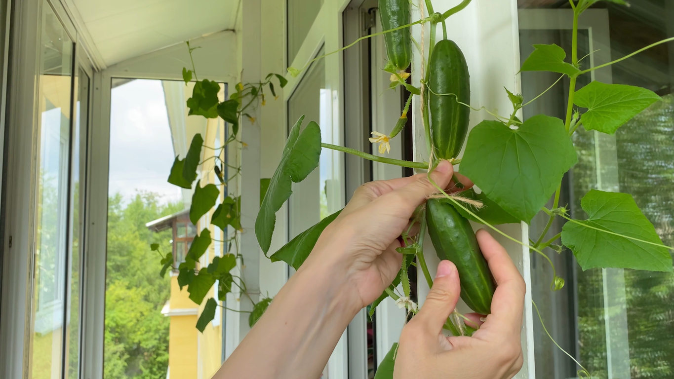 climbing vegetables