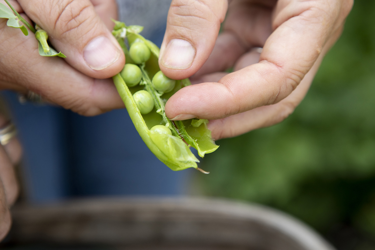 how to grow peas