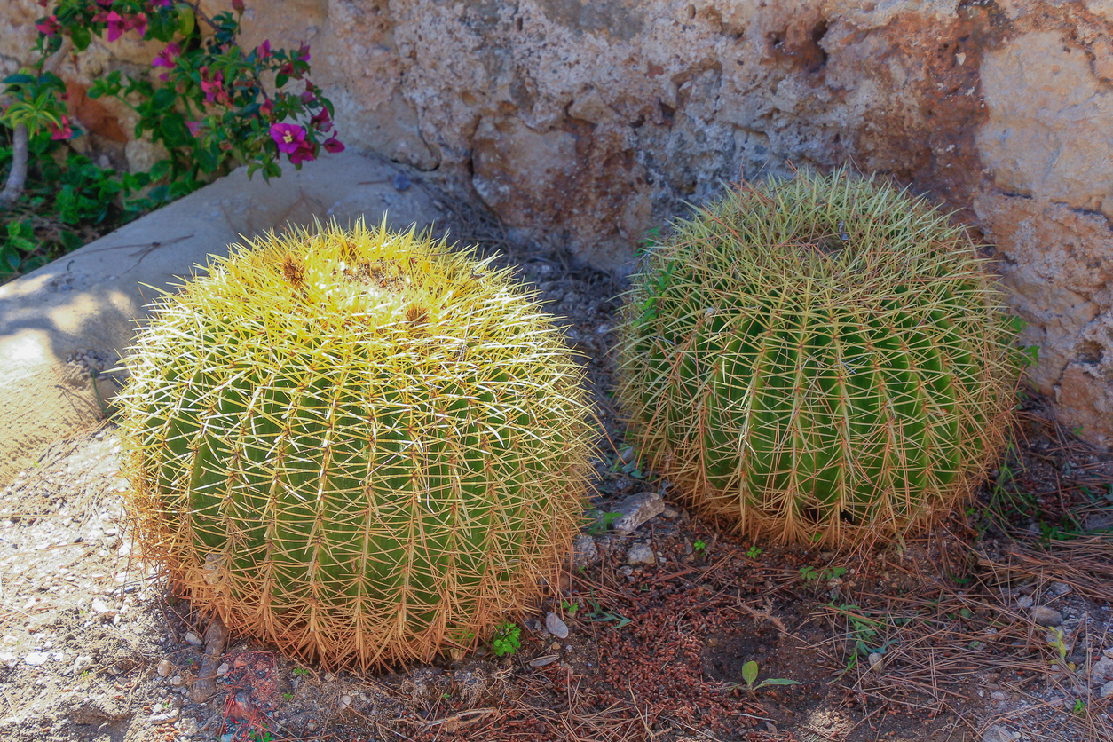 endangered plants