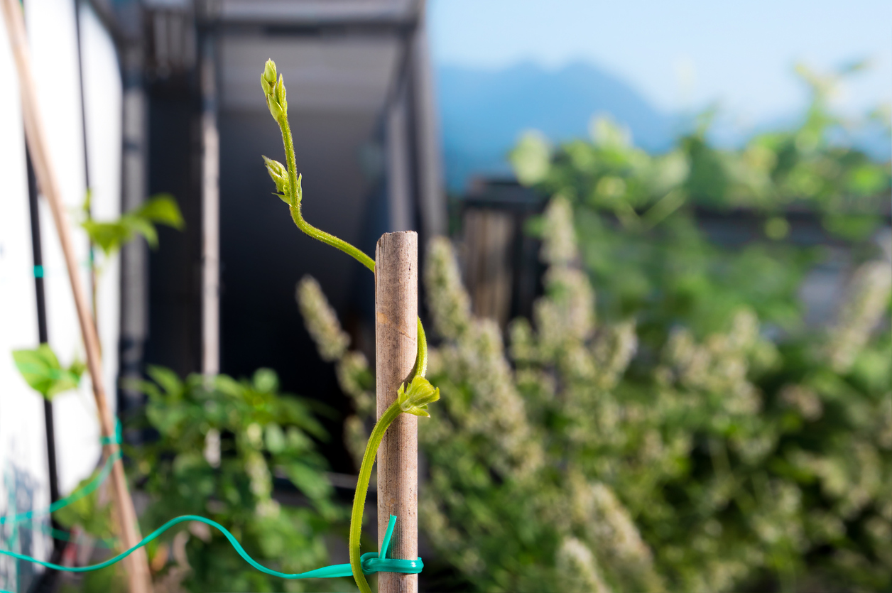 climbing vegetables