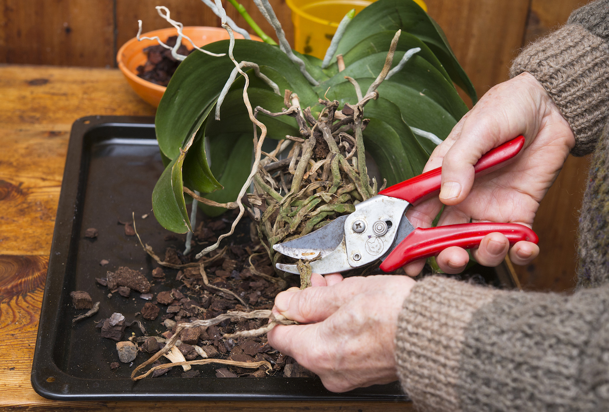 signs of overwatering plants