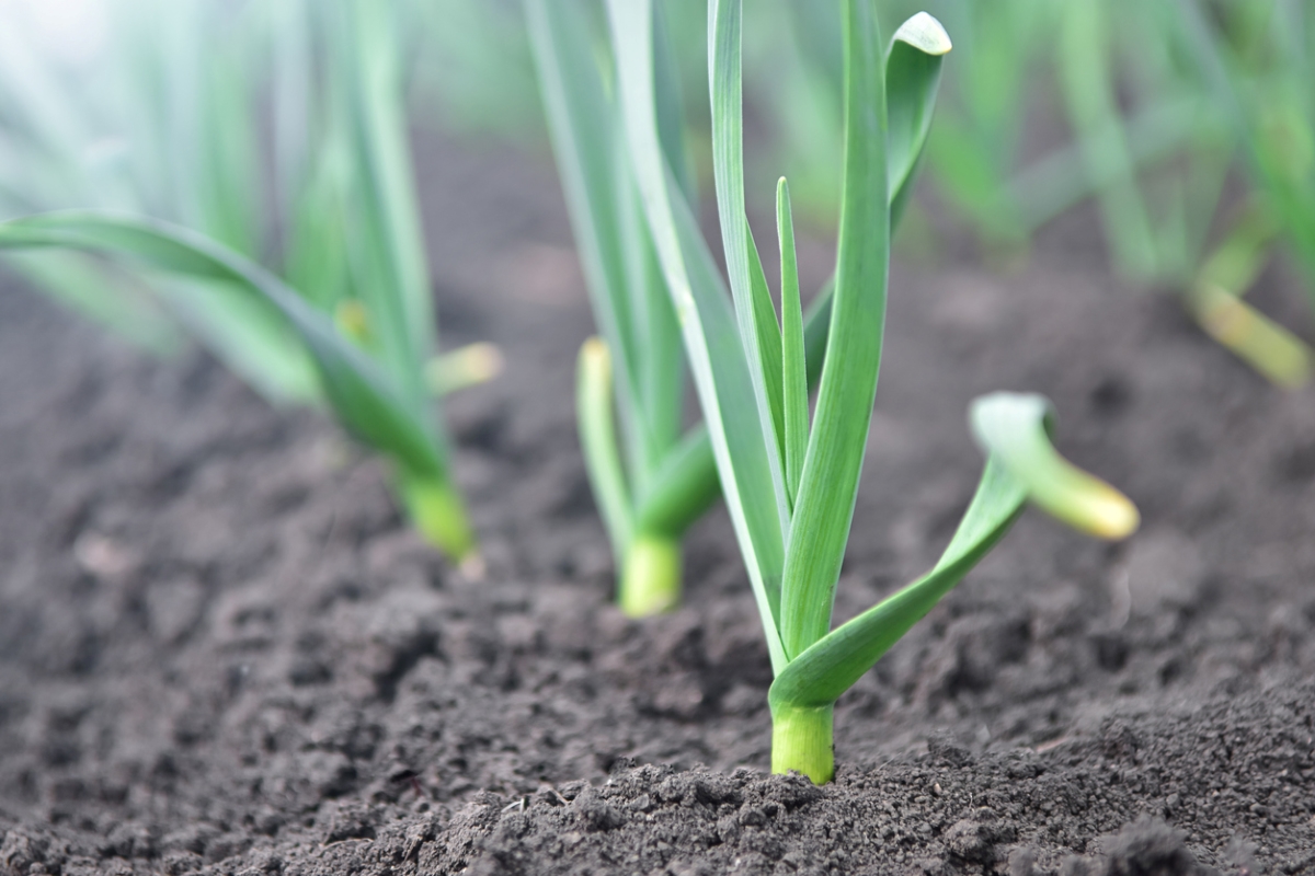 Young garlic plants in garden.