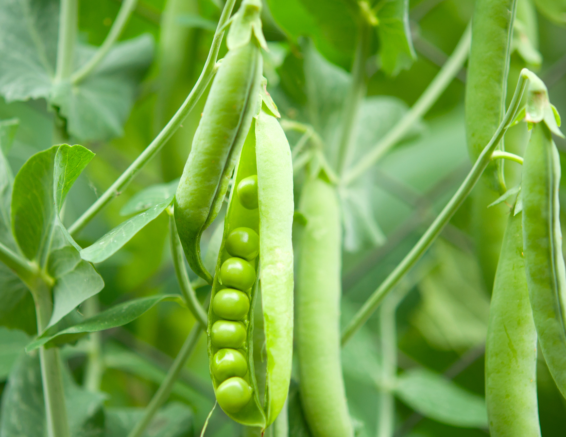 climbing vegetables