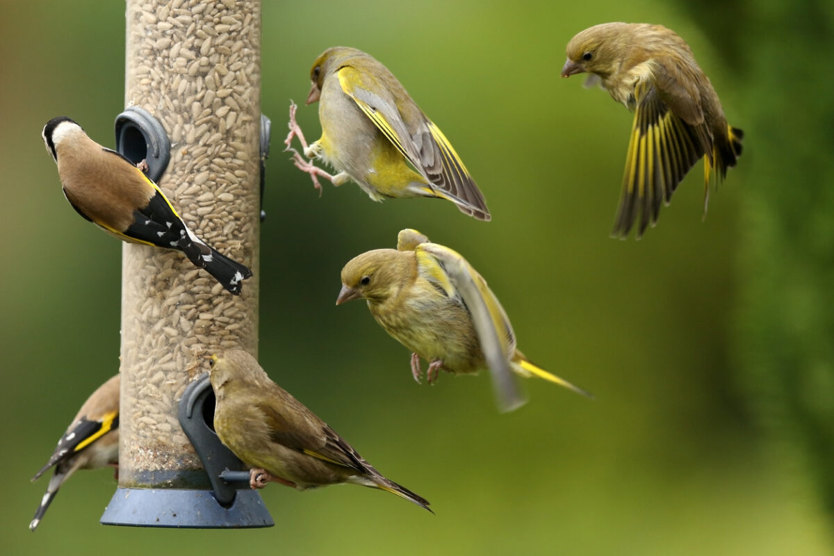 how to clean bird feeders