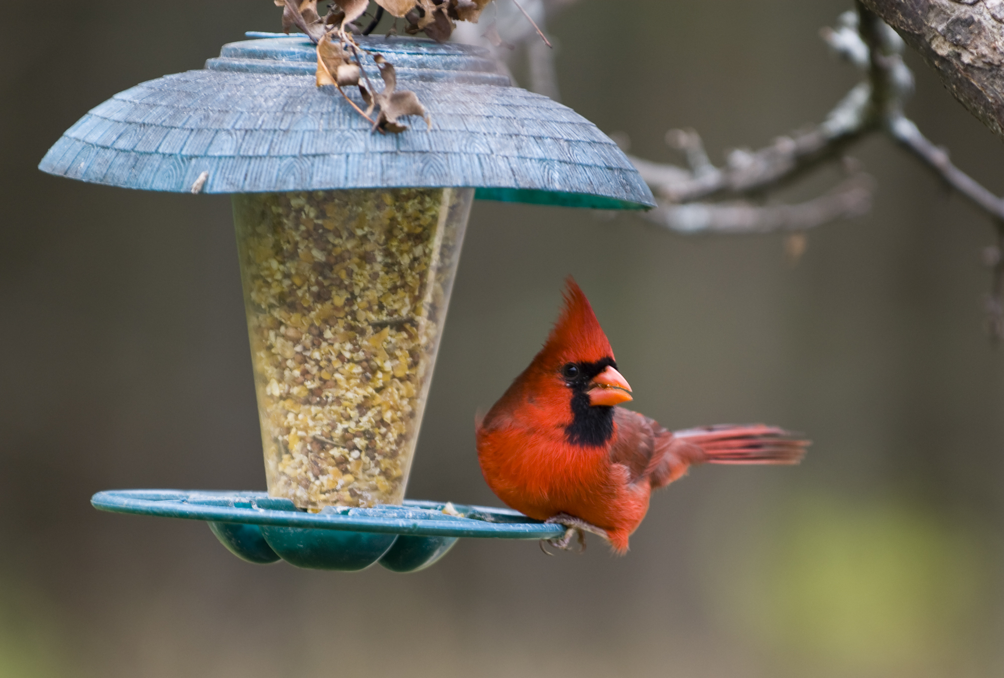 how to clean bird feeders