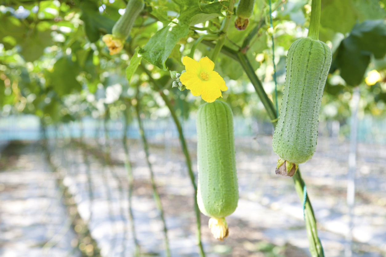 climbing vegetables