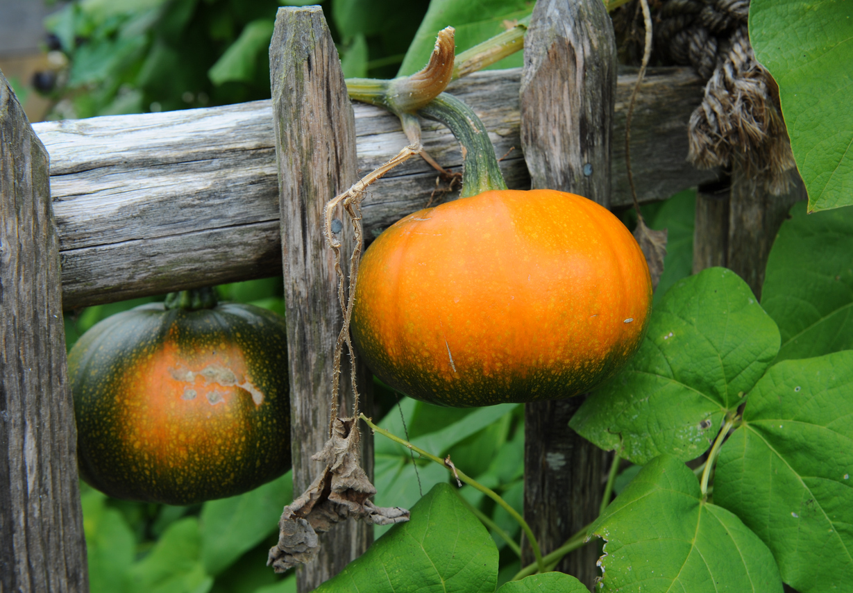 climbing vegetables