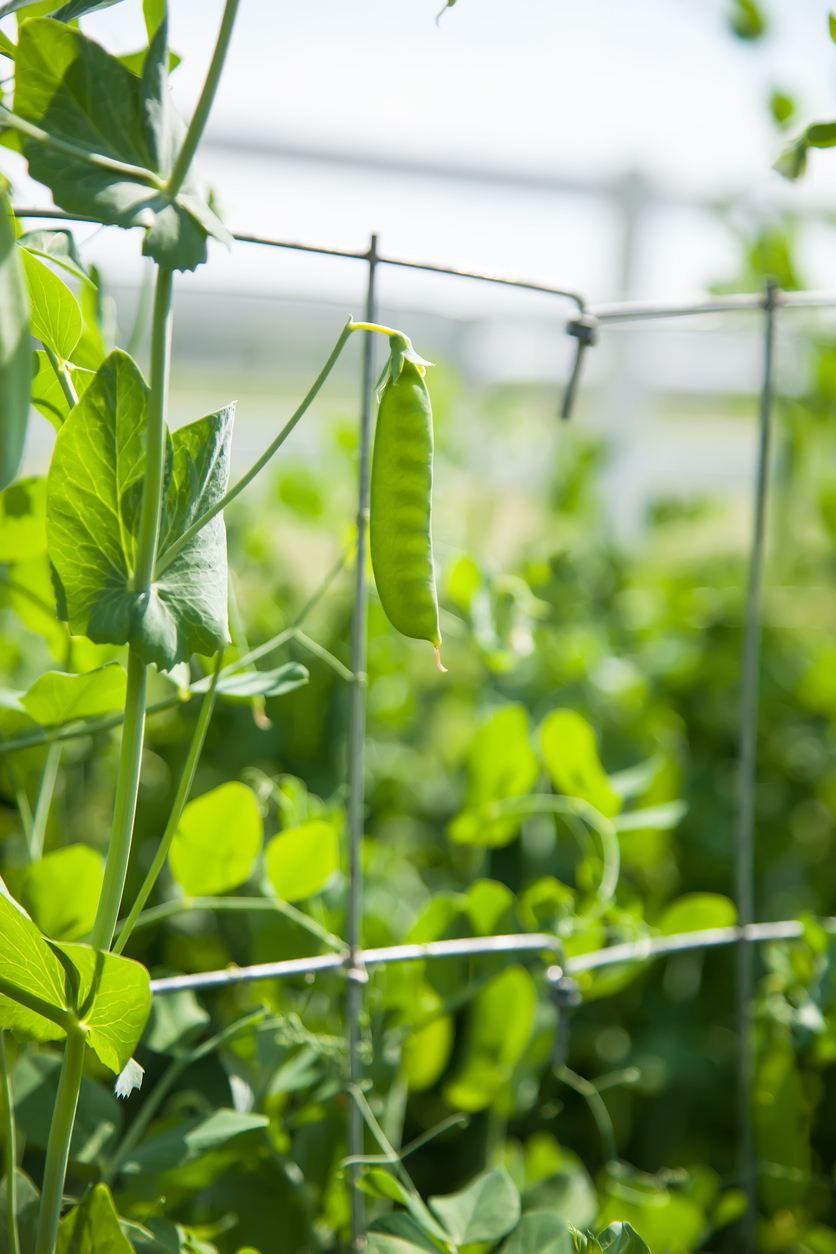 how to grow peas