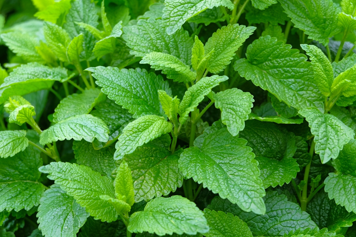 Lemon balm leaves.