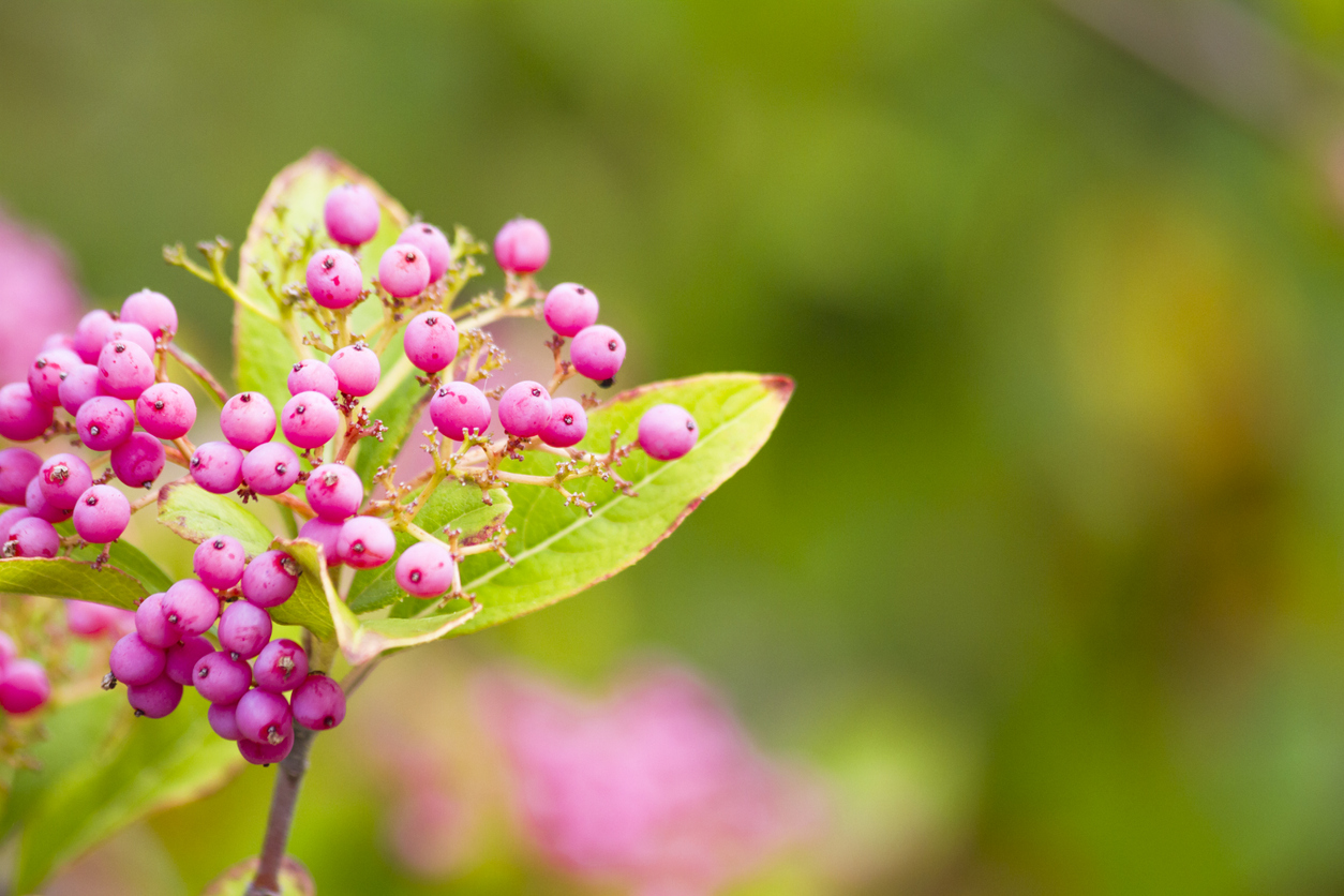 endangered plants