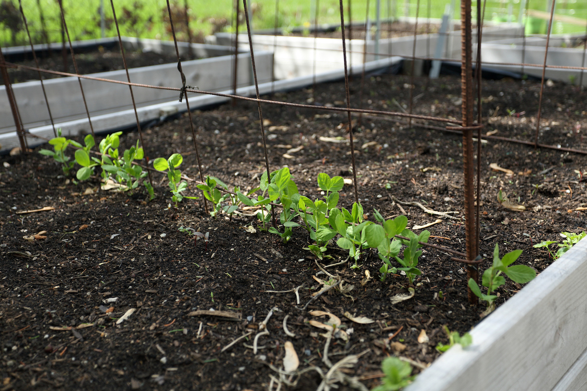 how to grow peas