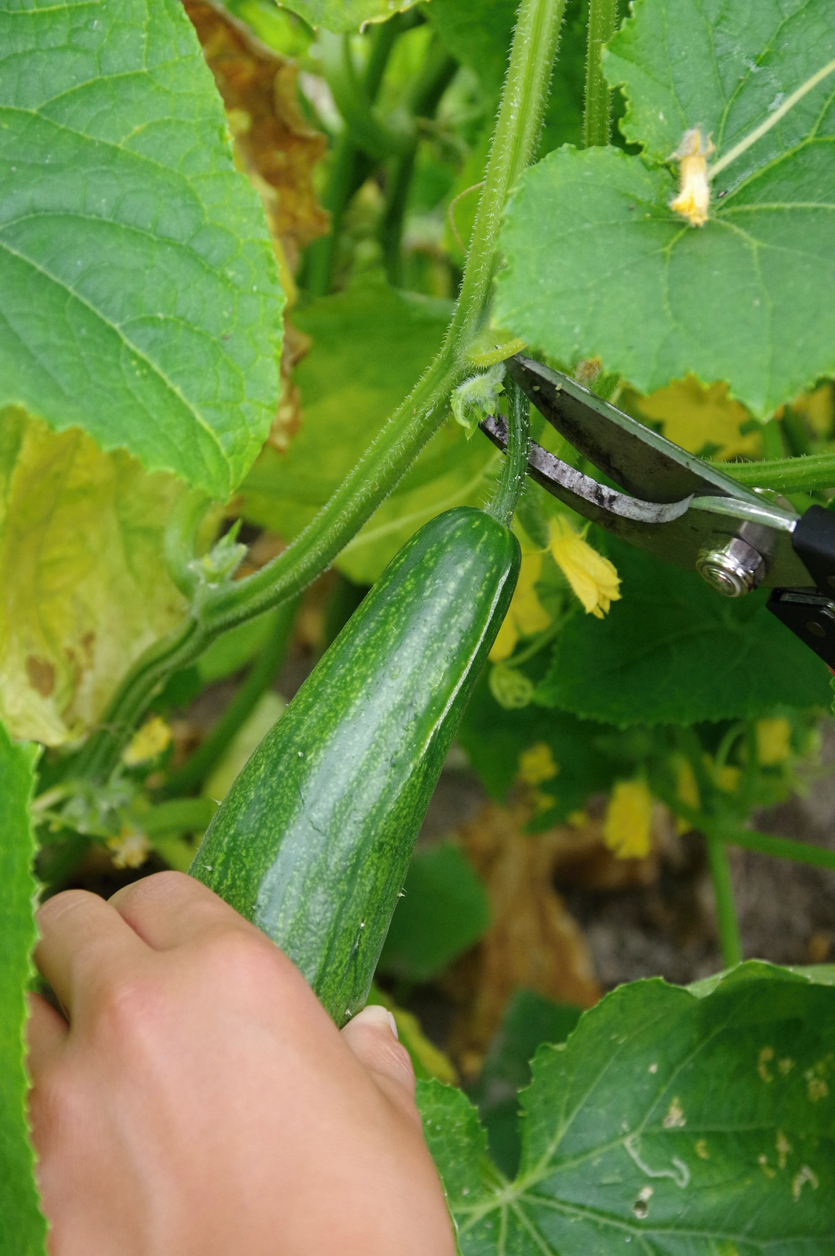 how to grow cucumbers