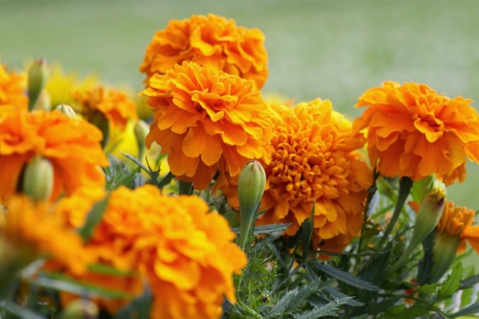 marigold