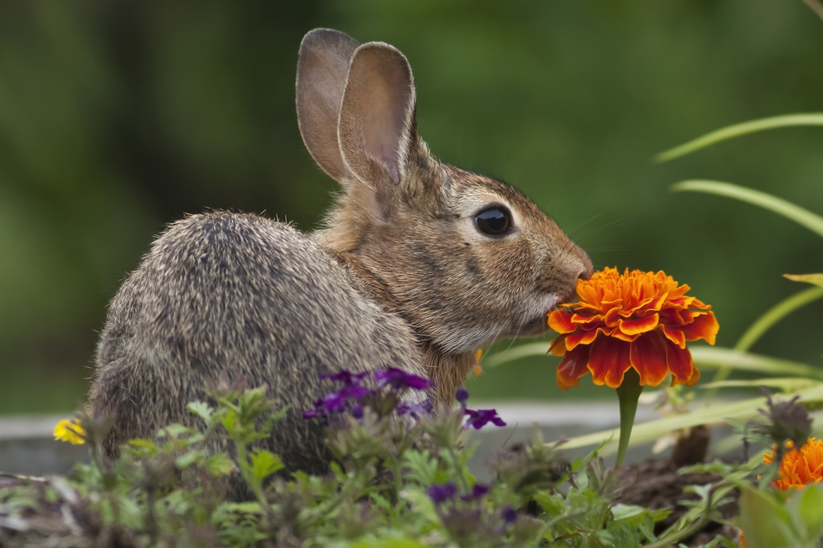 13 Ways to Keep Animals Out of Your Garden Without Harming Them