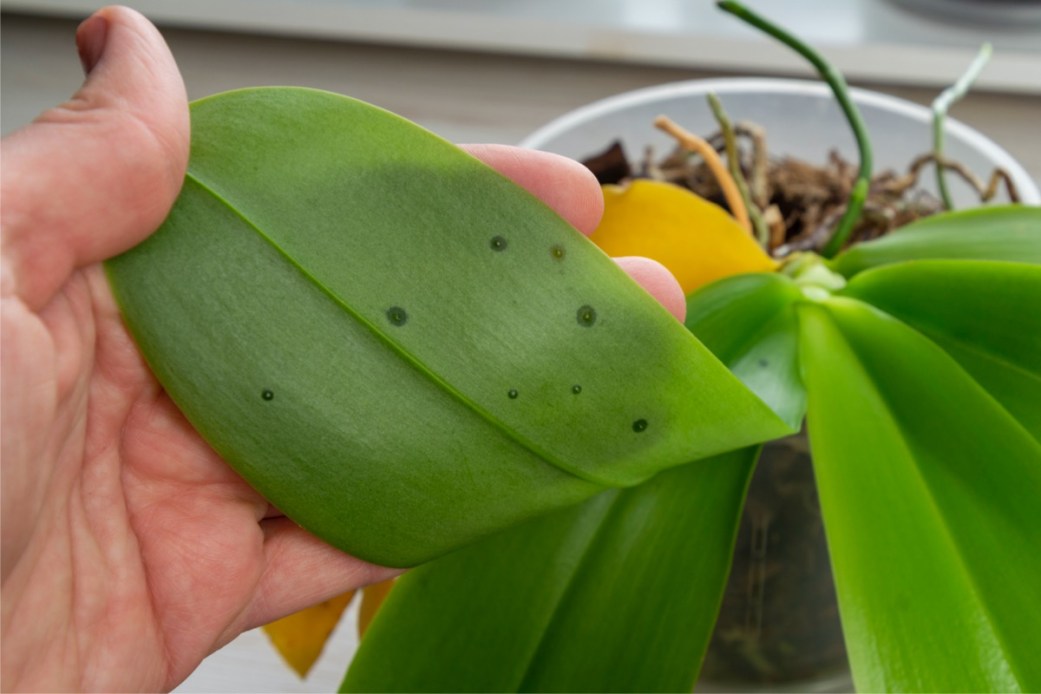 7 Signs of Overwatering Plants (and How to Fix Them) - Bob Vila