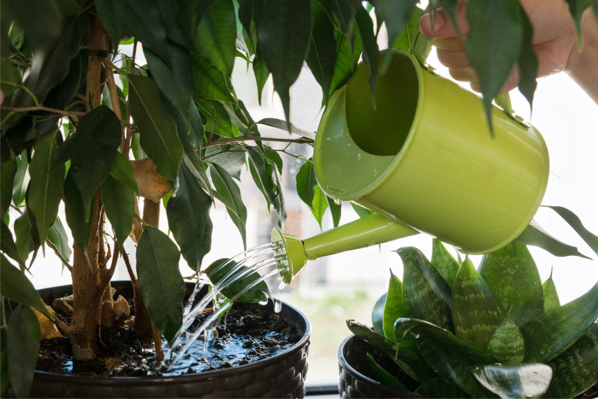 signs of overwatering plants