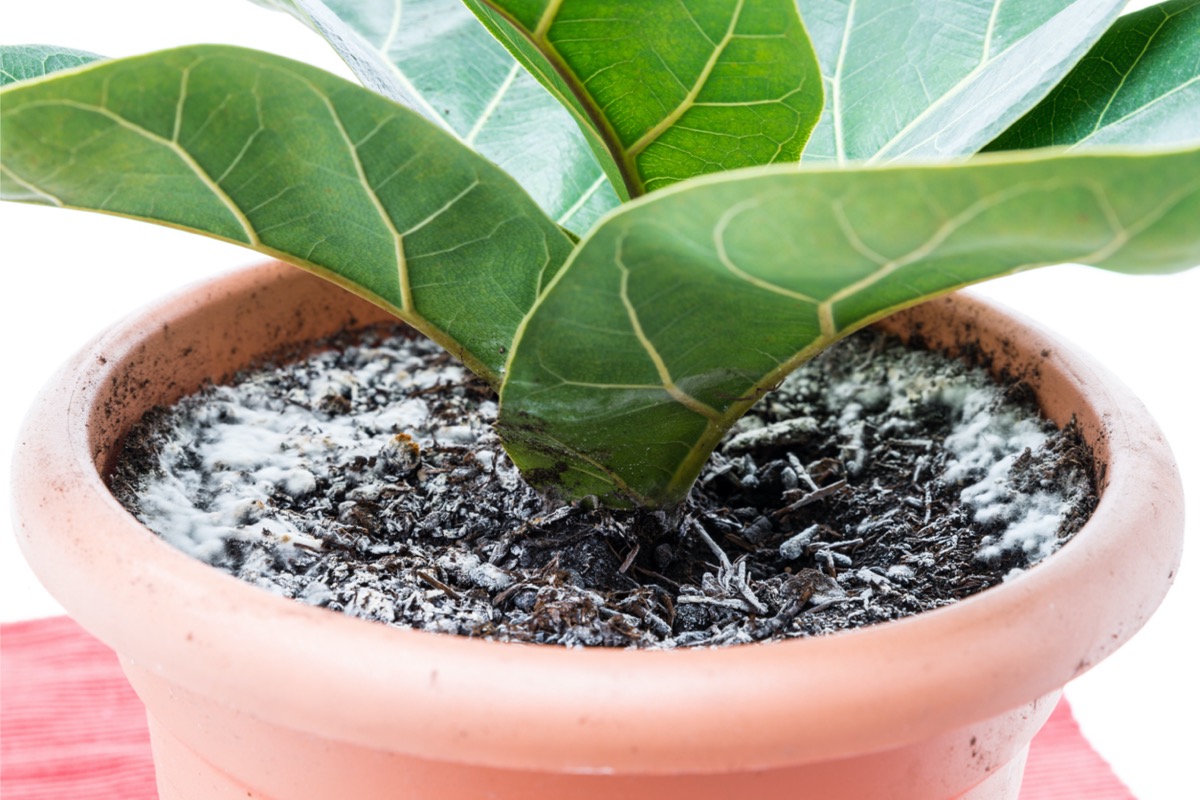 signs of overwatering plants