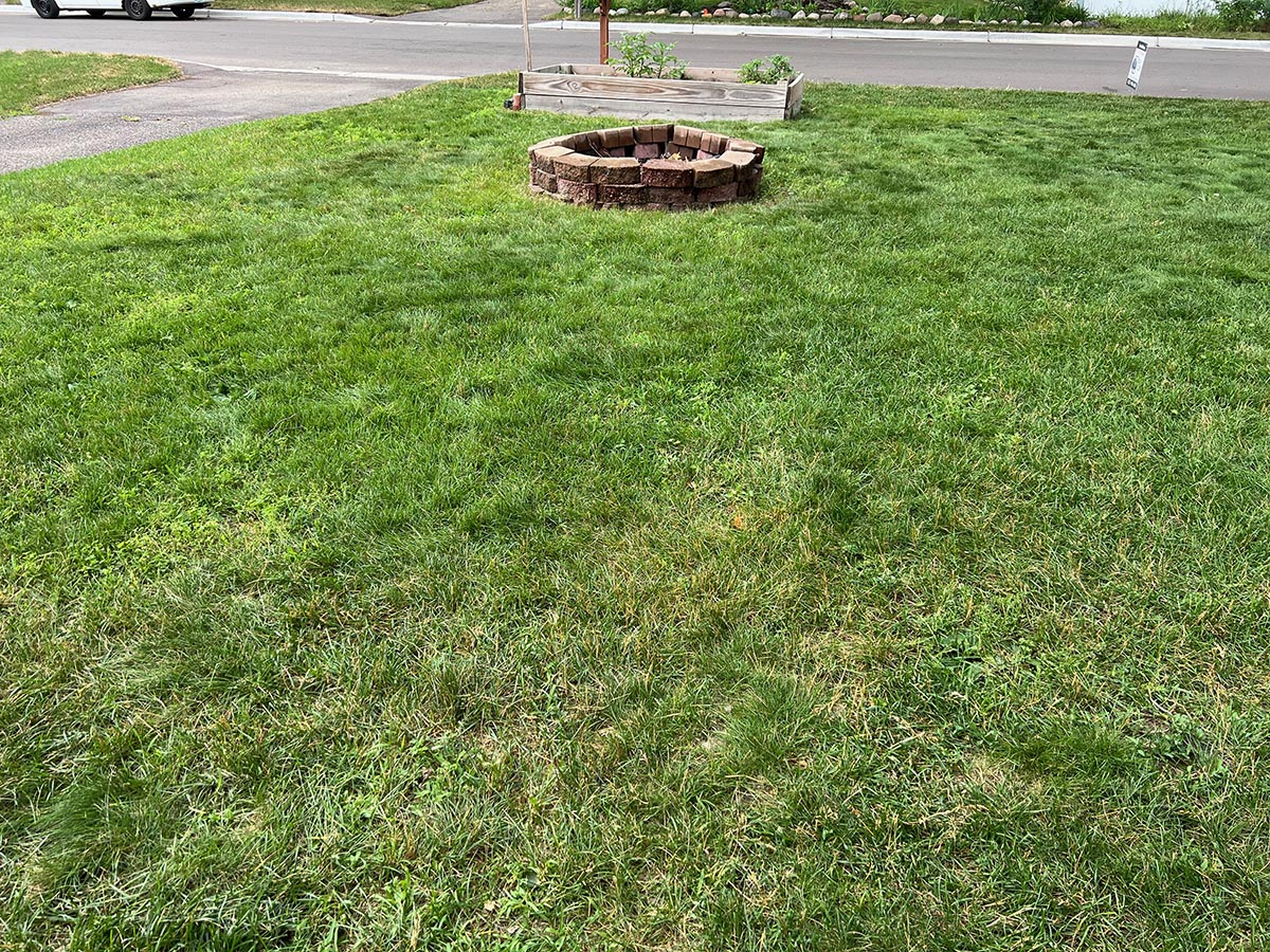 The writer's lawn gets a little more yellow in the July heat. 