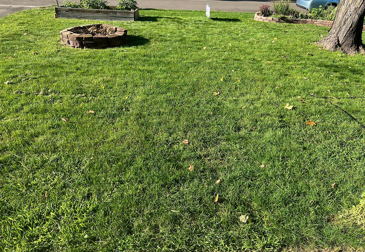 A view of the author's stunning yard in August. 