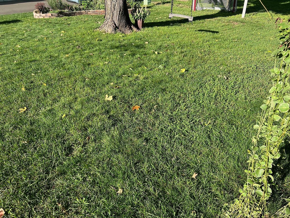 Another view of the author's lawn in August. 