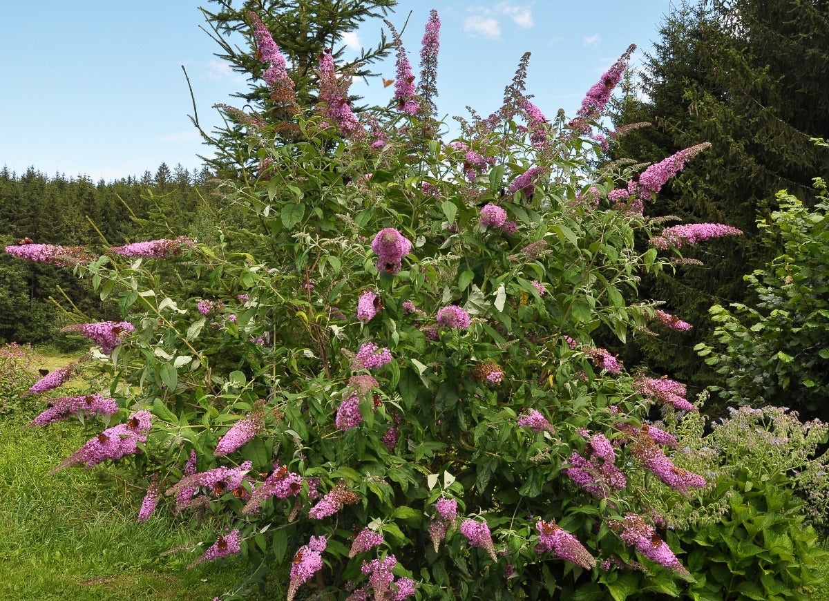 A large Butterfly Bush shrub with pink flowers.