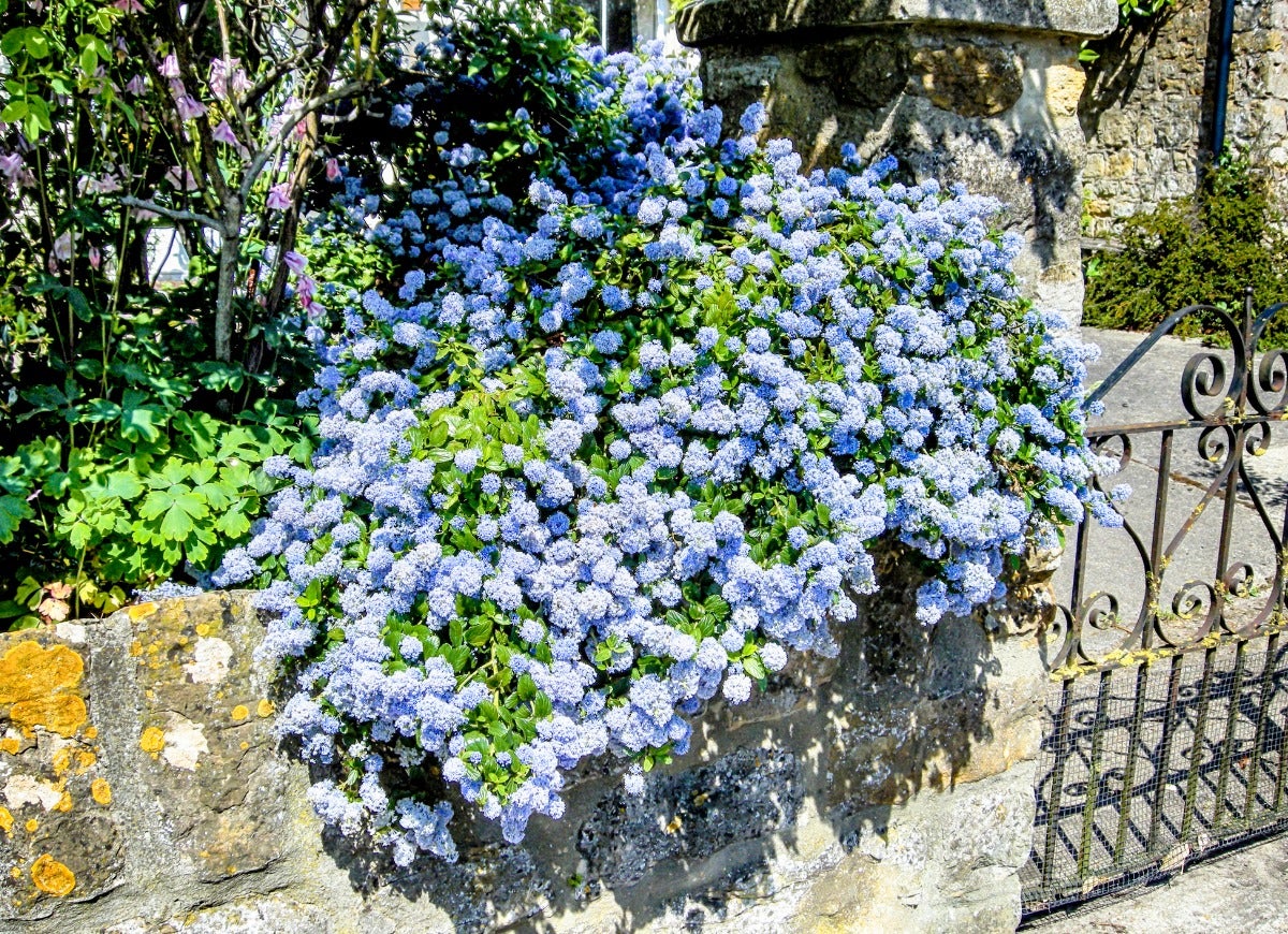 A blue flowering California lilac shrub hanging over an outdoor wall.