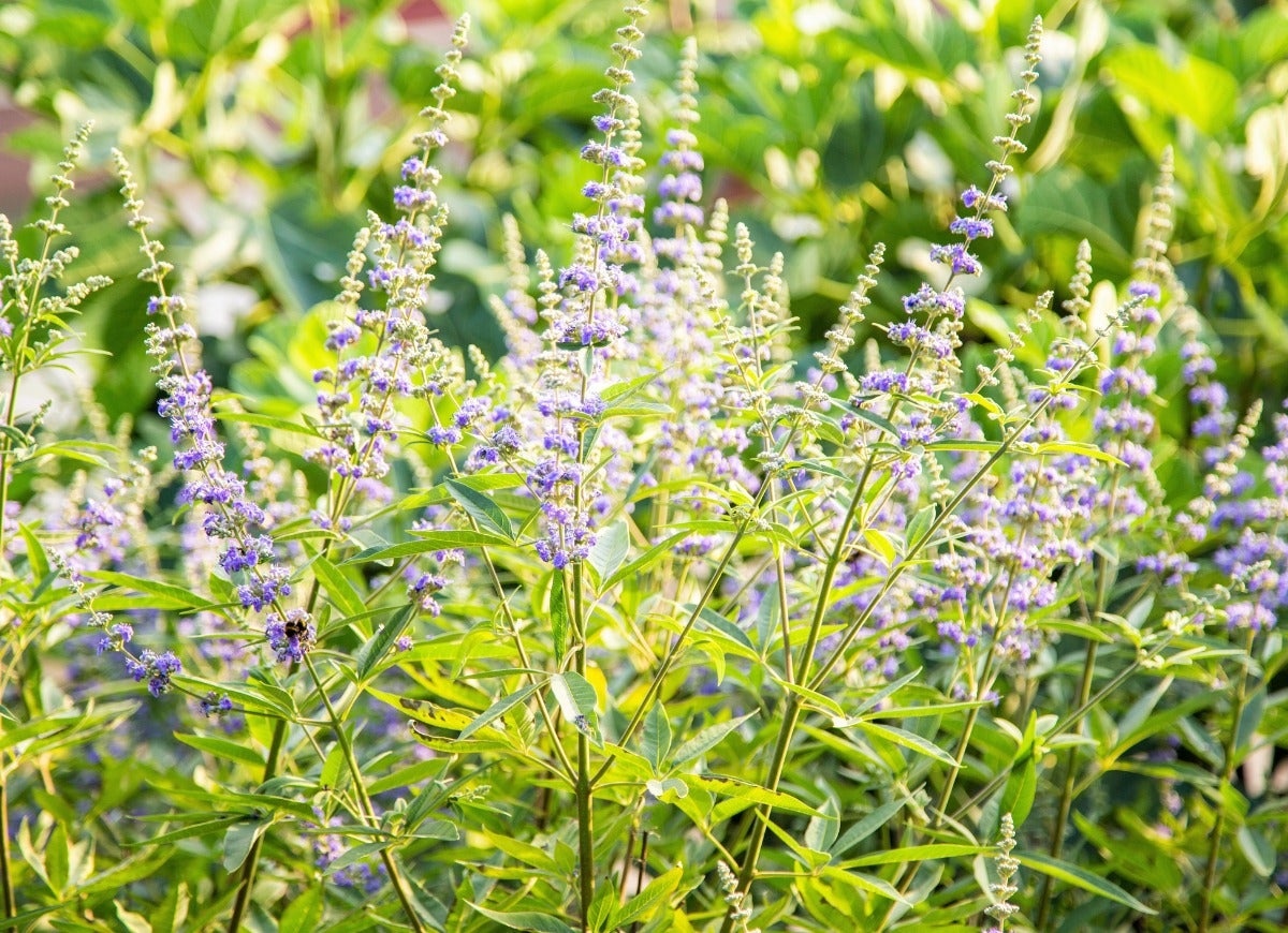 Close up of a Chaste Tree shrub with pale purple flowers.