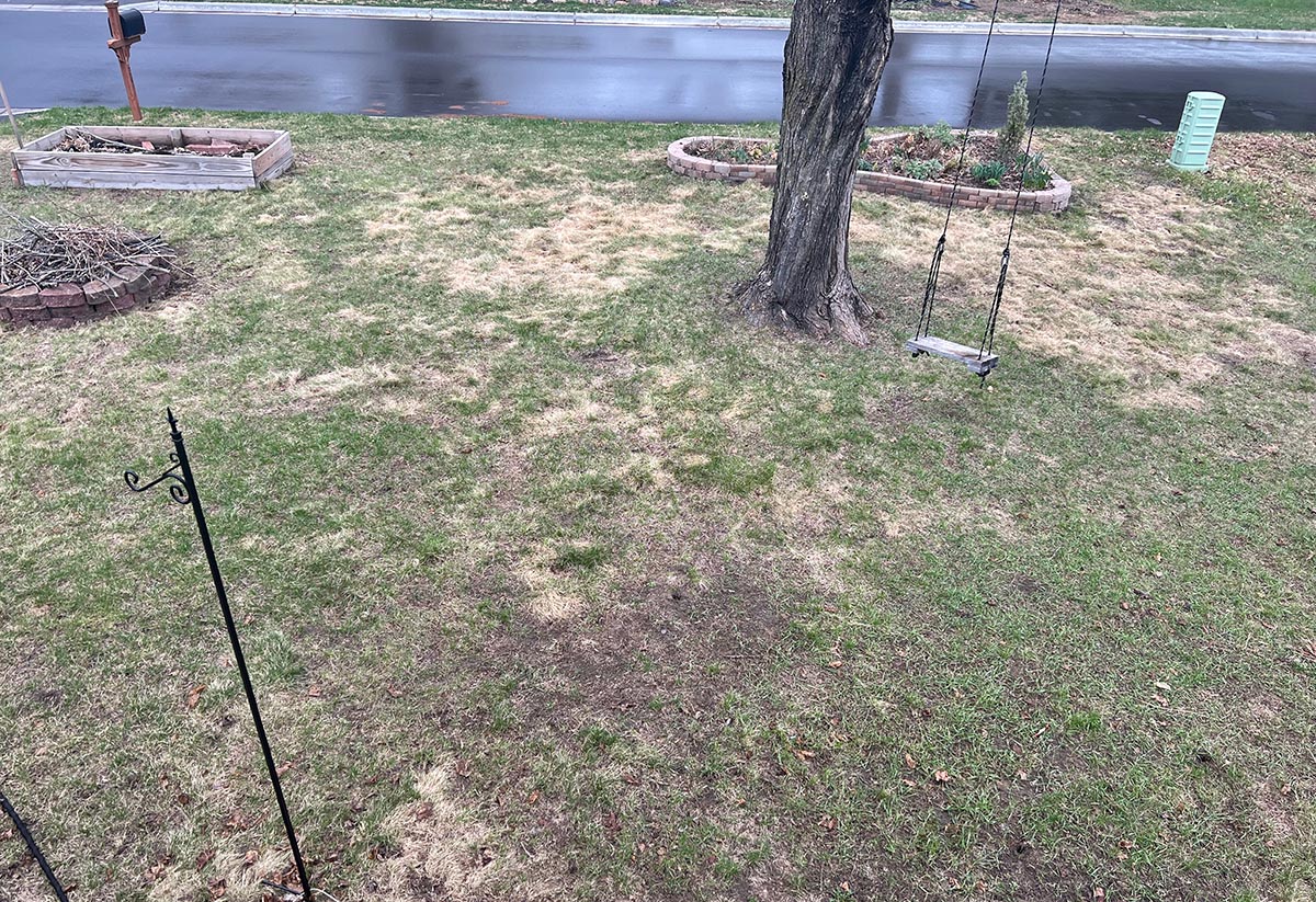 A close up of bare spots in the brown lawn. 