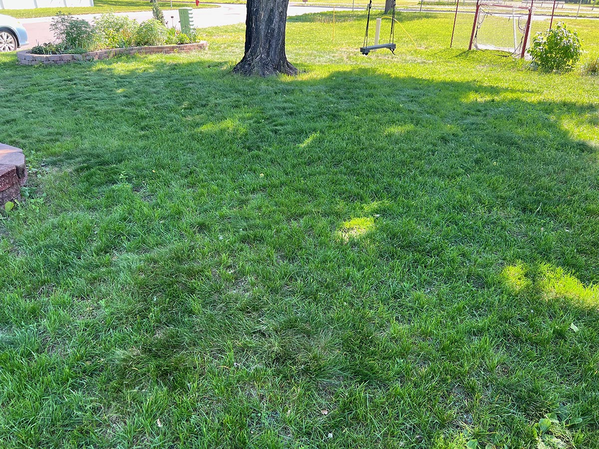 Another view of the lushness of the writer's lawn. 