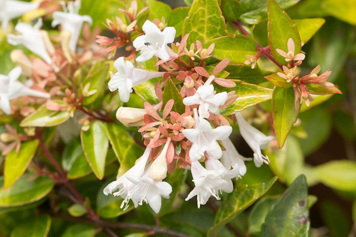 Close up of glossy abelia  shrub with white honeysuckle type of flowers.