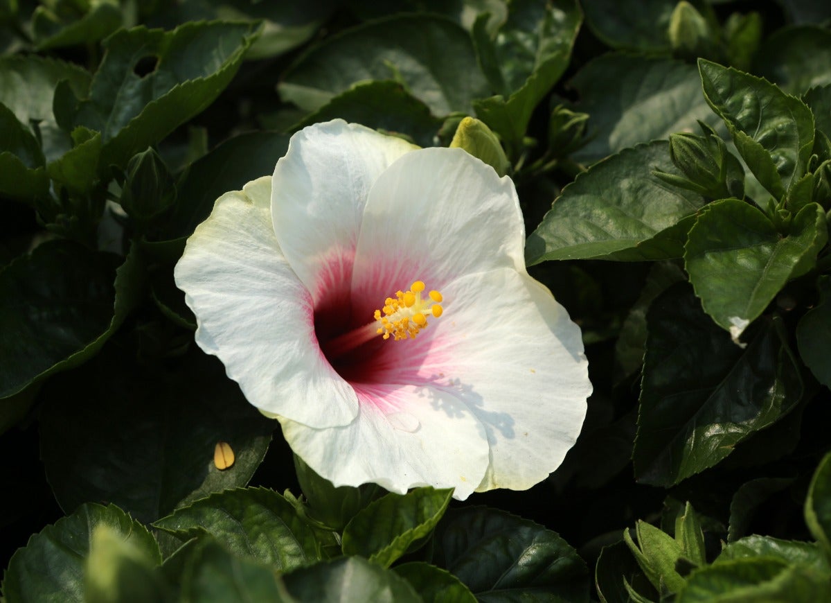 A close up of a single white hibiscus flower.