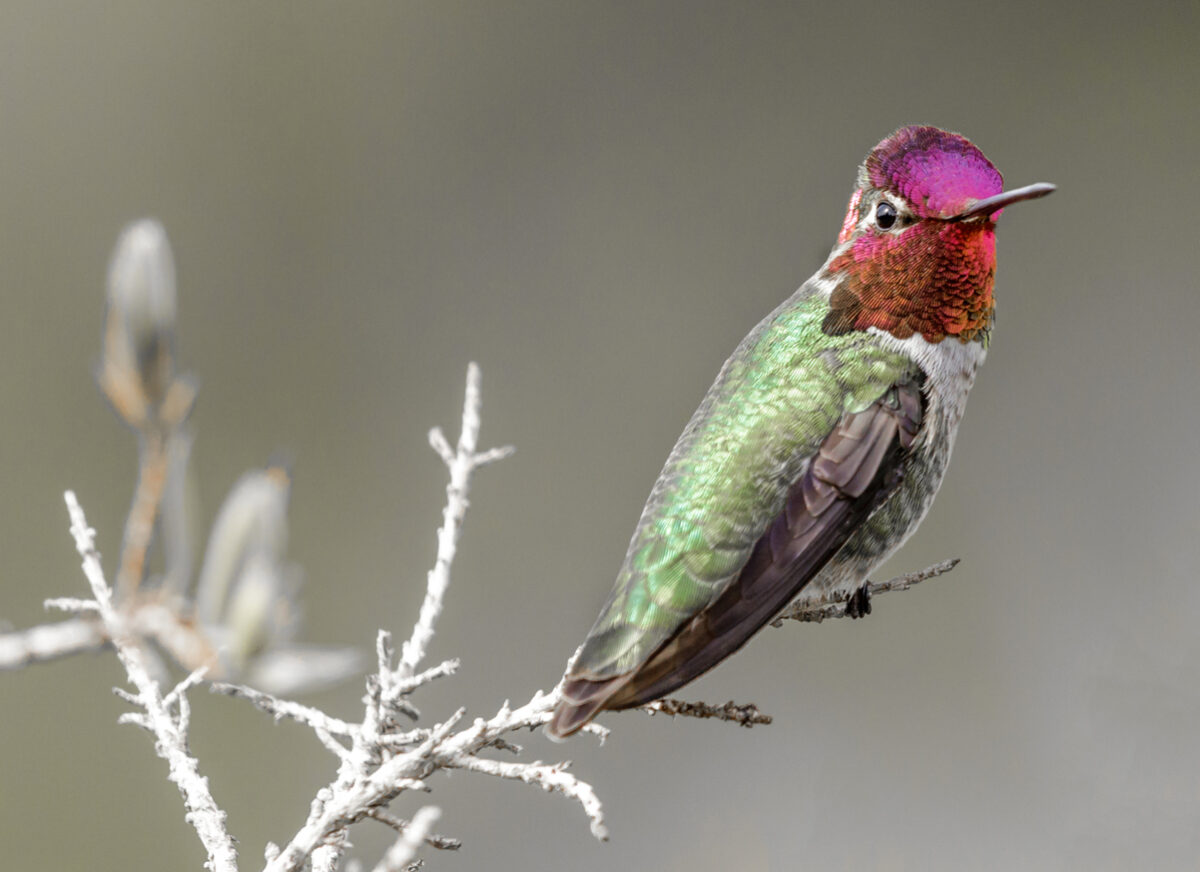 types of hummingbirds