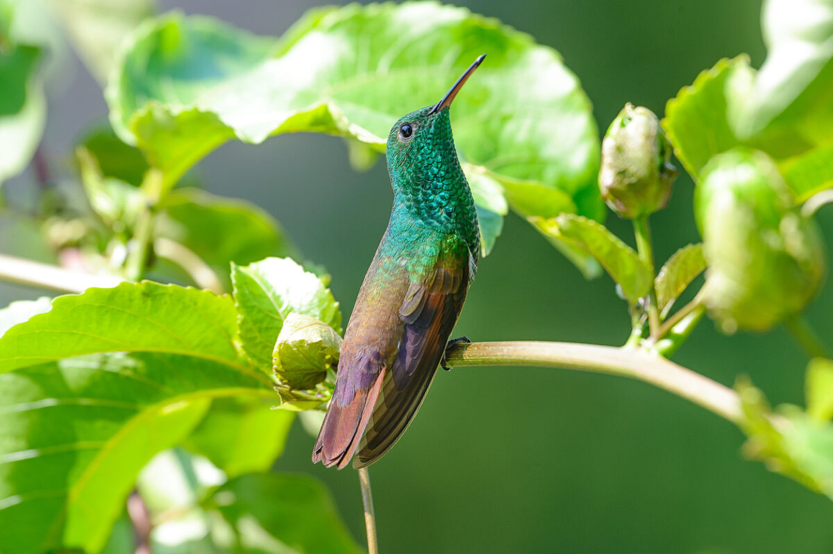 types of hummingbirds