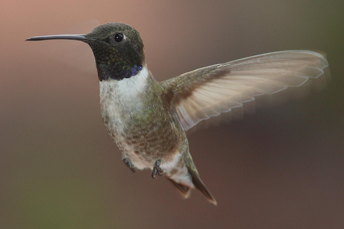 types of hummingbirds