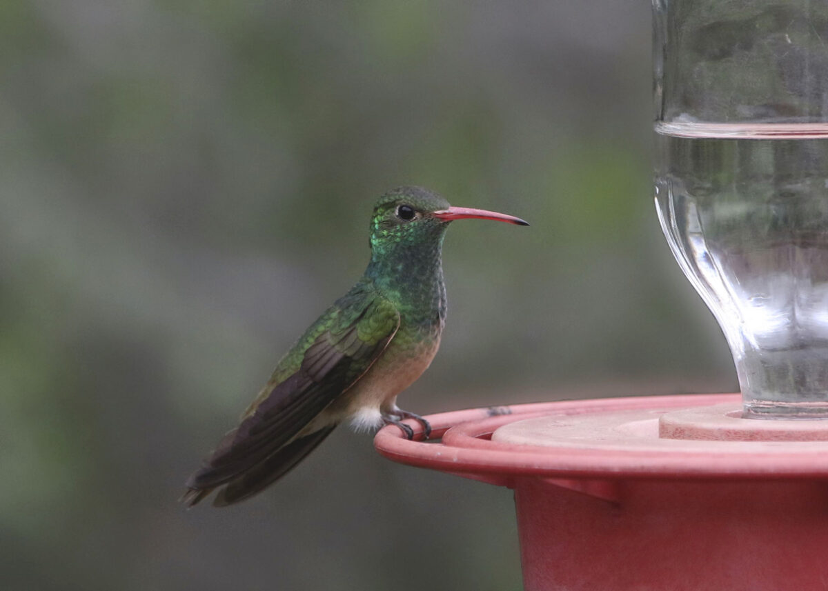 types of hummingbirds