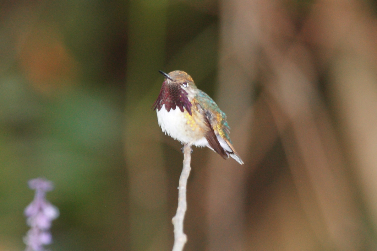 types of hummingbirds