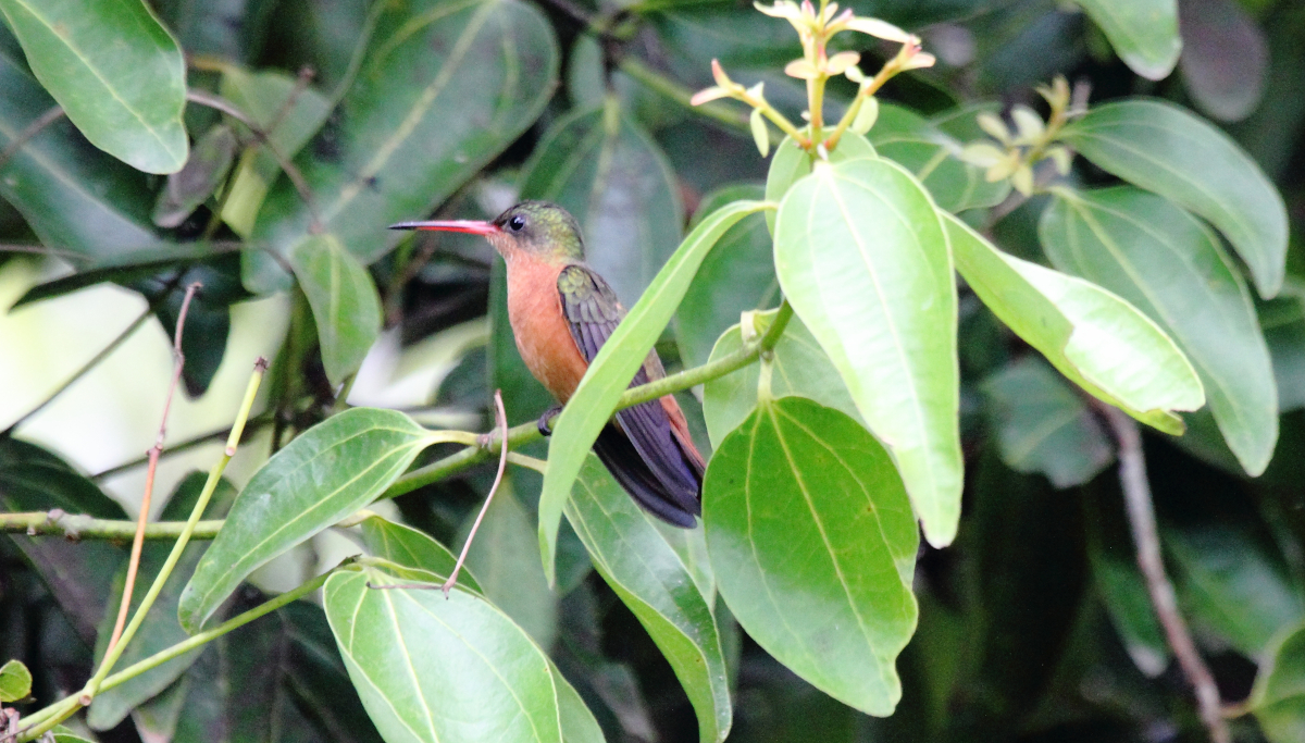 types of hummingbirds