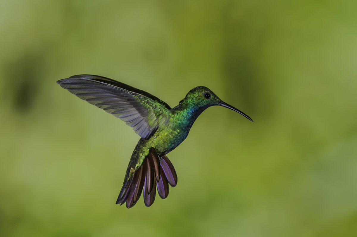 types of hummingbirds