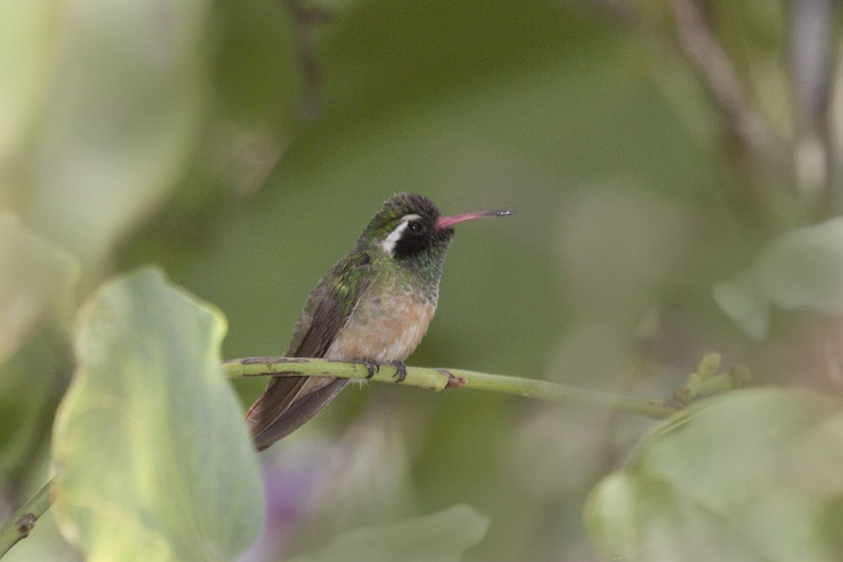 types of hummingbirds