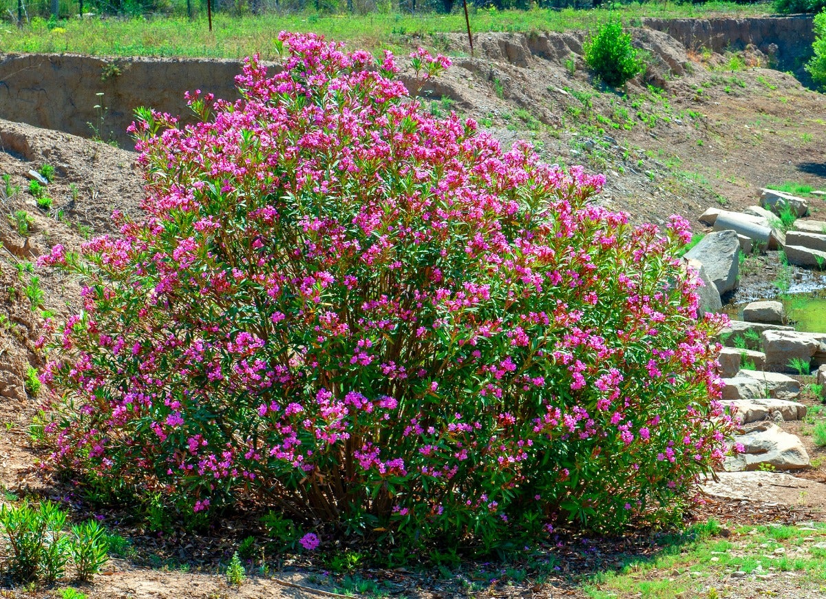 A large oleander shrub with pink flowers in full sun.