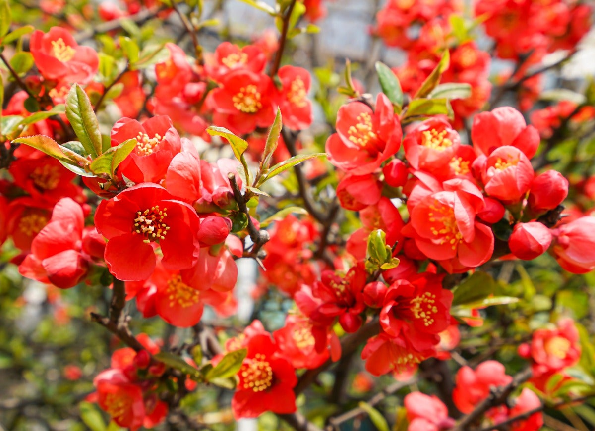 A flowering quince bush with many bright red flowers with yellow centers.