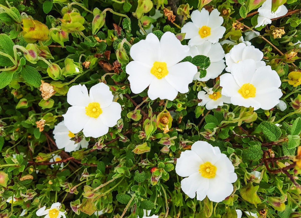 A close up of a Rockrose shrub with white flowers.