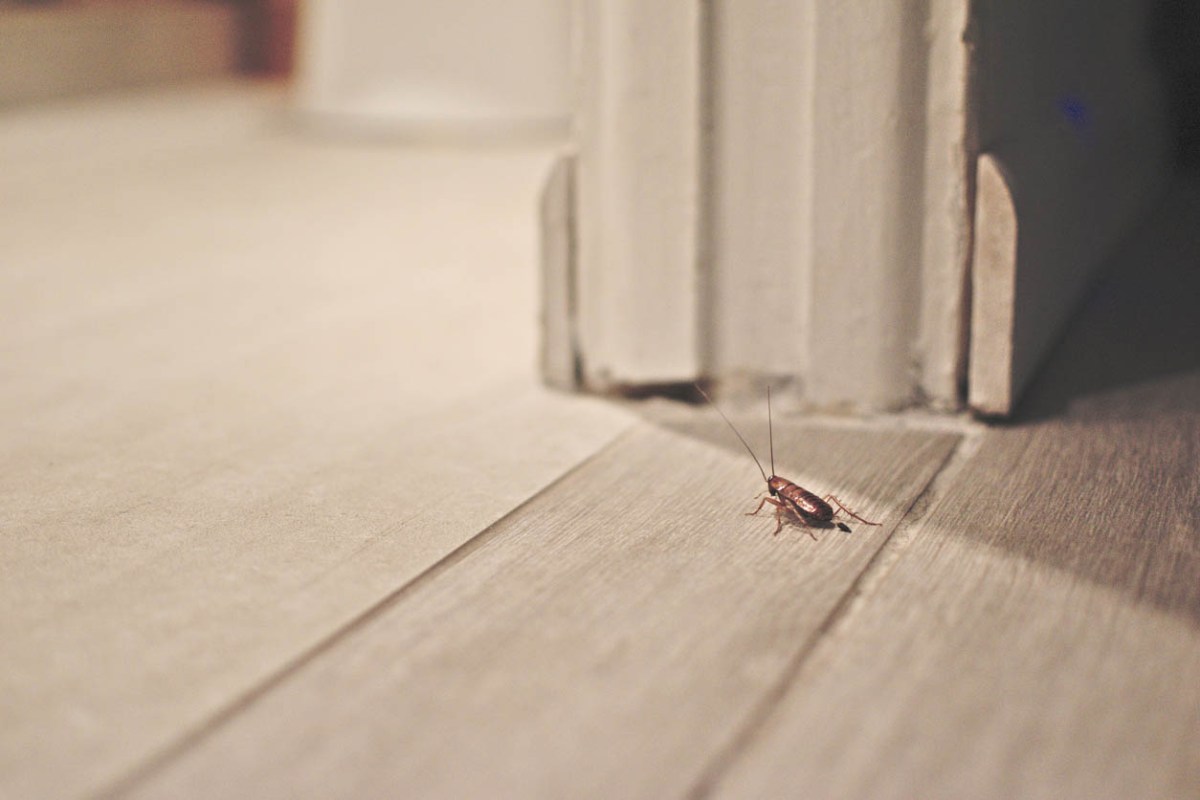 Help! What Are the Tiny Brown Bugs in My House, and What Can I Do About Them?