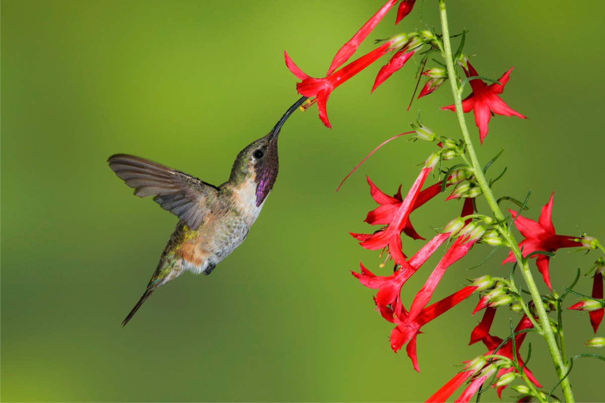 types of hummingbirds