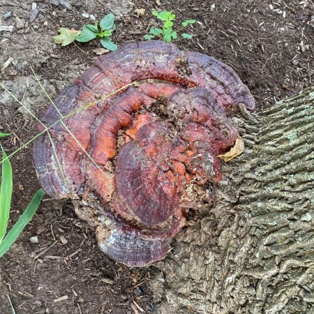  Le meilleur kit de culture de champignons : Kit de culture de champignons Reishi de Hernshaw Farms