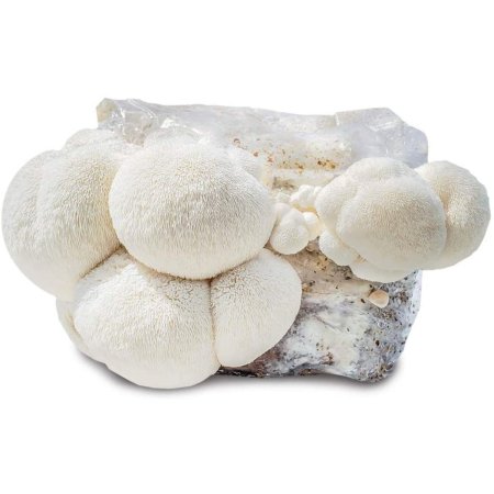  The Best Mushroom-Growing Kits Option: Michigan Mushroom Company Grow Your Own Mushrooms Kit