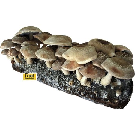  The Best Mushroom-Growing Kits Option: Root Mushroom Farm Shiitake Mushroom Growing Kit