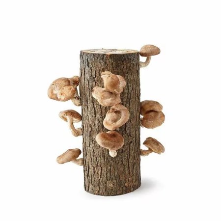  The Best Mushroom-Growing Kits Option: Uncommon Goods Shiitake Mushroom Log Kit